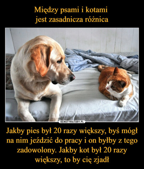 Roznica-miedzy-psem-a-kotem.jpg