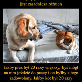 Roznica-miedzy-psem-a-kotem